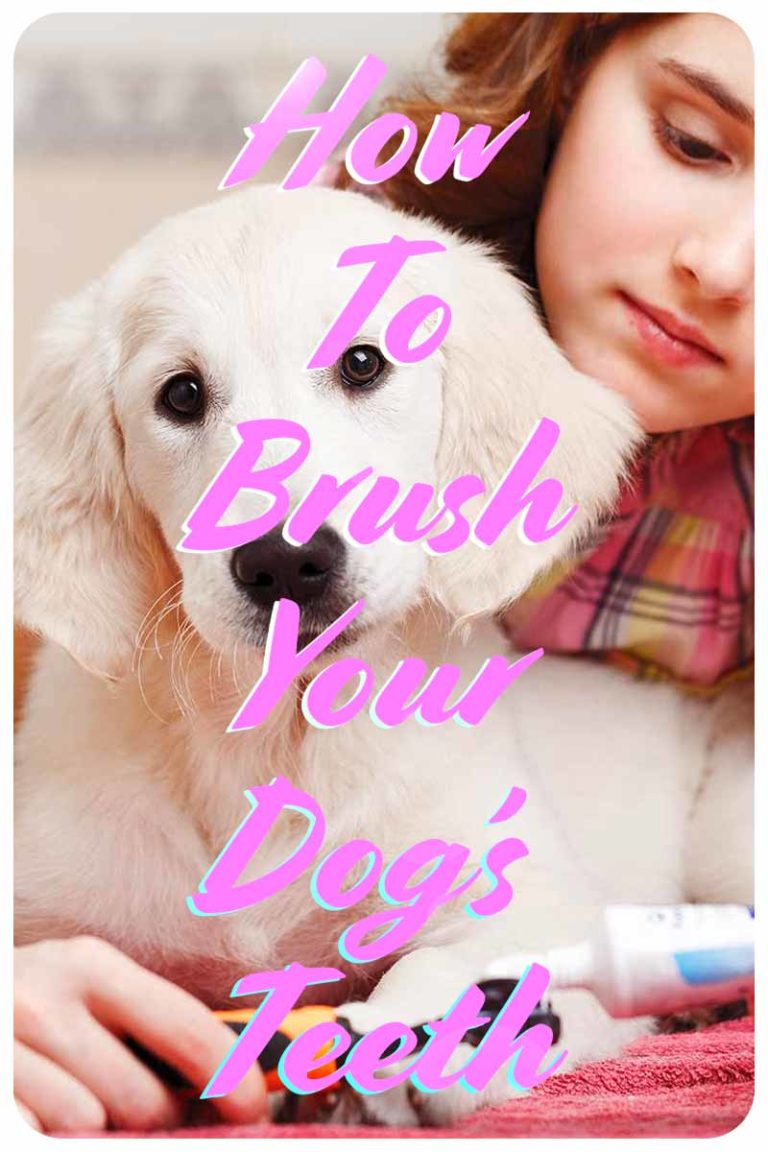 Dog Dental Care And How To Brush Your Dog's Teeth Without A Battle