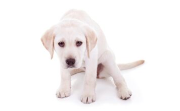 How to make a dog throw up