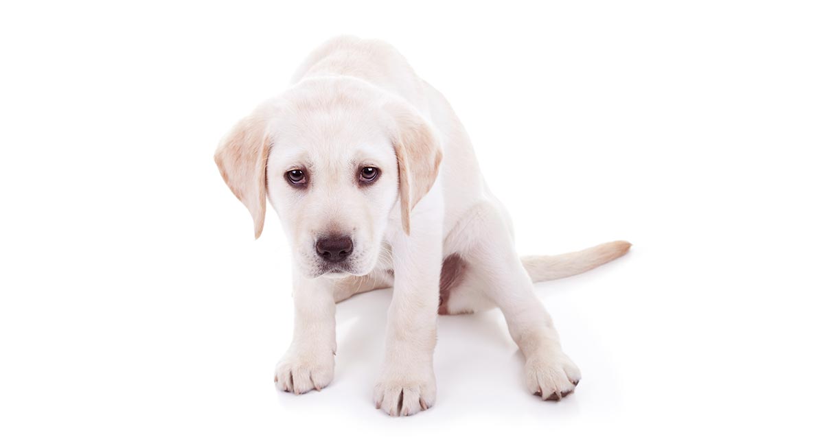 is peroxide safe for dogs to ingest