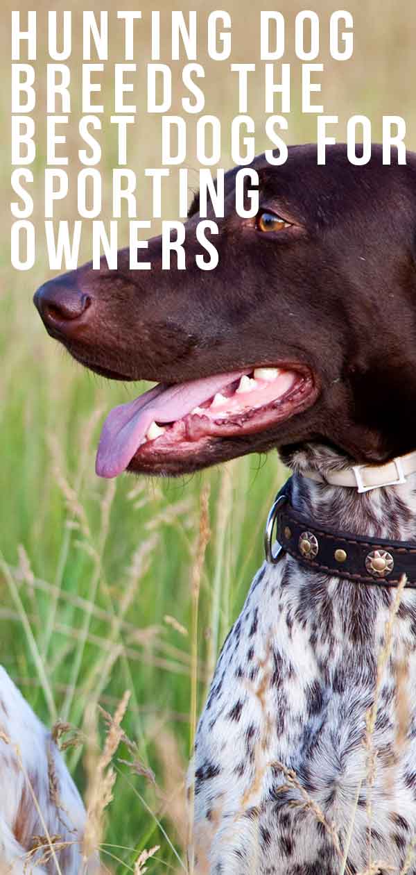 Hunting Dog Breeds The Best Dogs For Sporting Owners