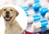 imodium for dogs
