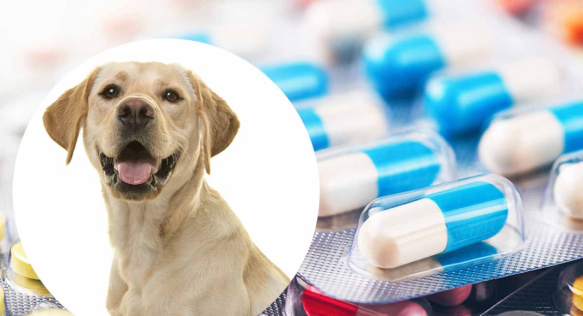 imodium for dogs side effects