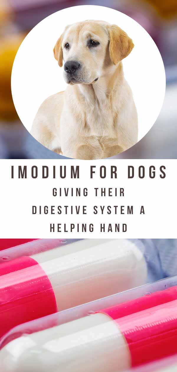 is imodium bad for your dog