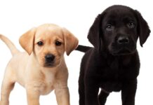 Feeding Your Labrador Puppy: How Much, Diet Charts And The Best Food