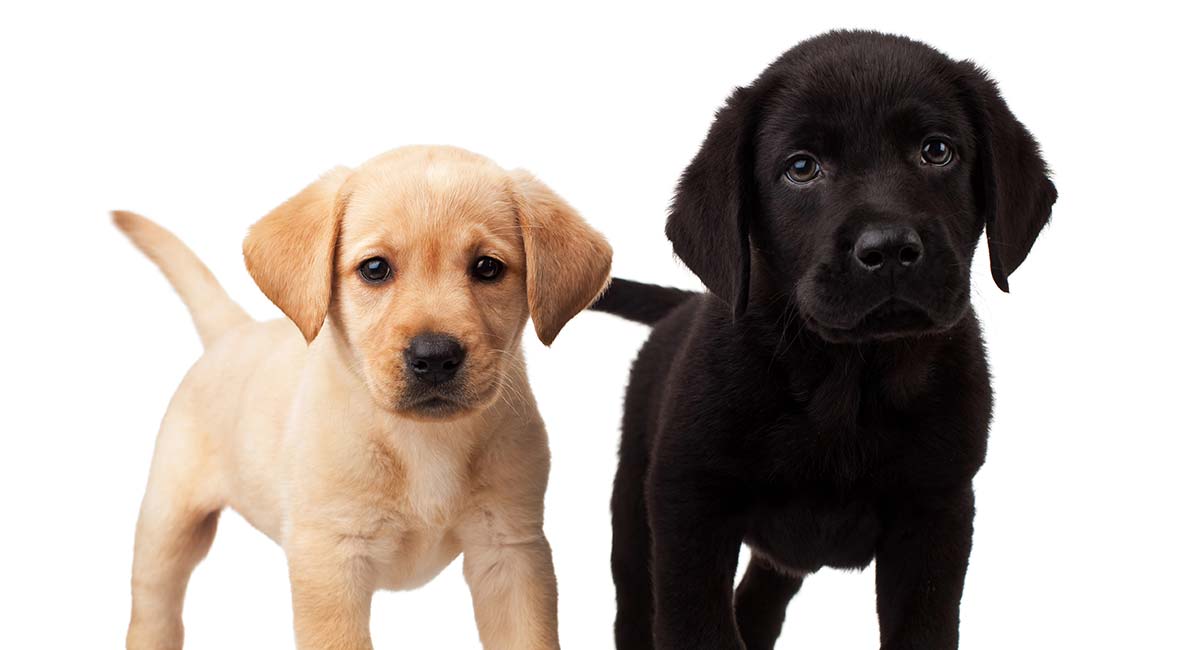 11 week old black lab puppy