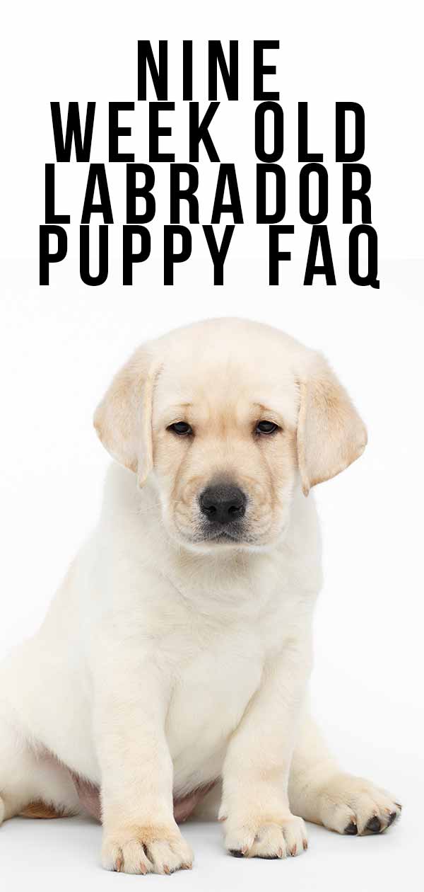 9 Week Old Puppy Schedules And What To Expect