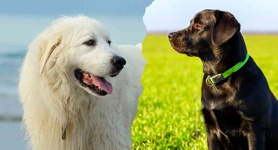 Great Pyrenees Lab Mix A Complete Guide To The Pyrador Dog Breed