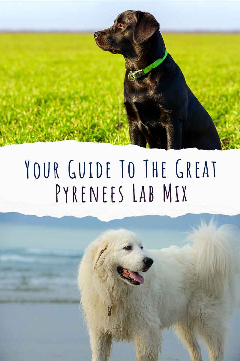Great Pyrenees Lab Mix - A Complete Guide To The Pyrador Dog Breed