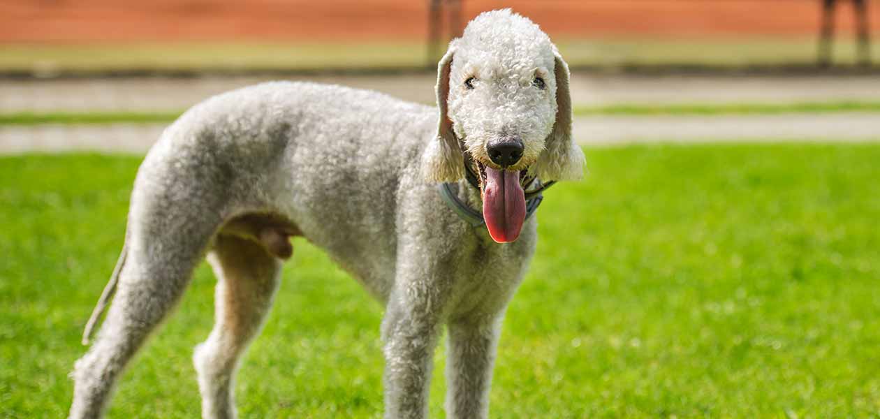 uncommon large dog breeds