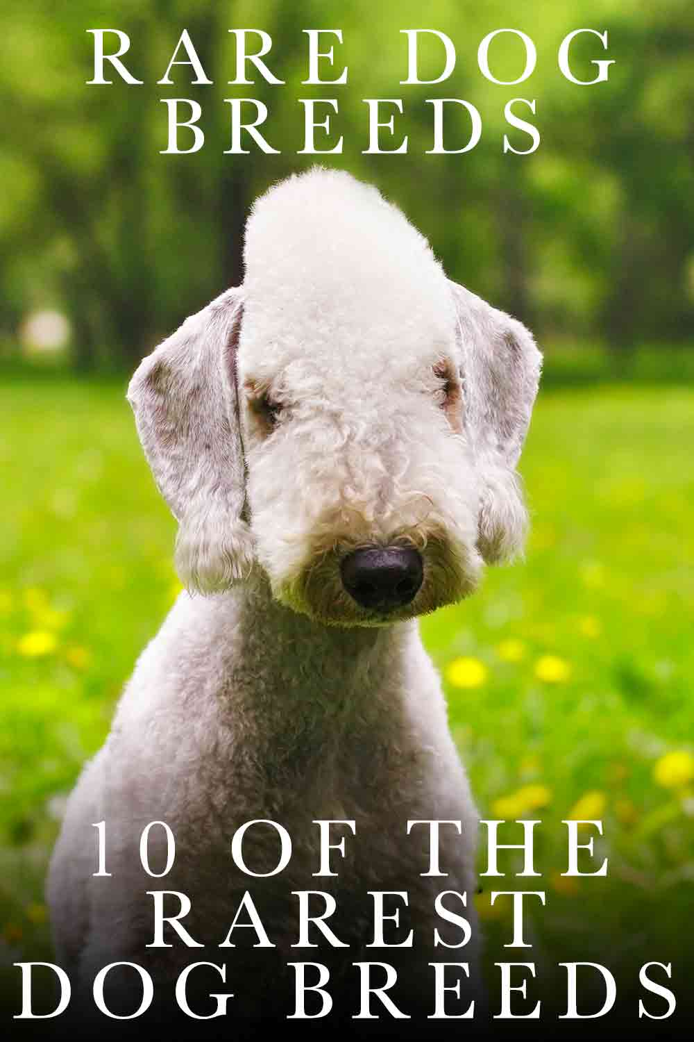 Rare Dog Breeds: Discover 10 Rare Dogs From Around The World