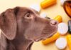 rimadyl for dogs