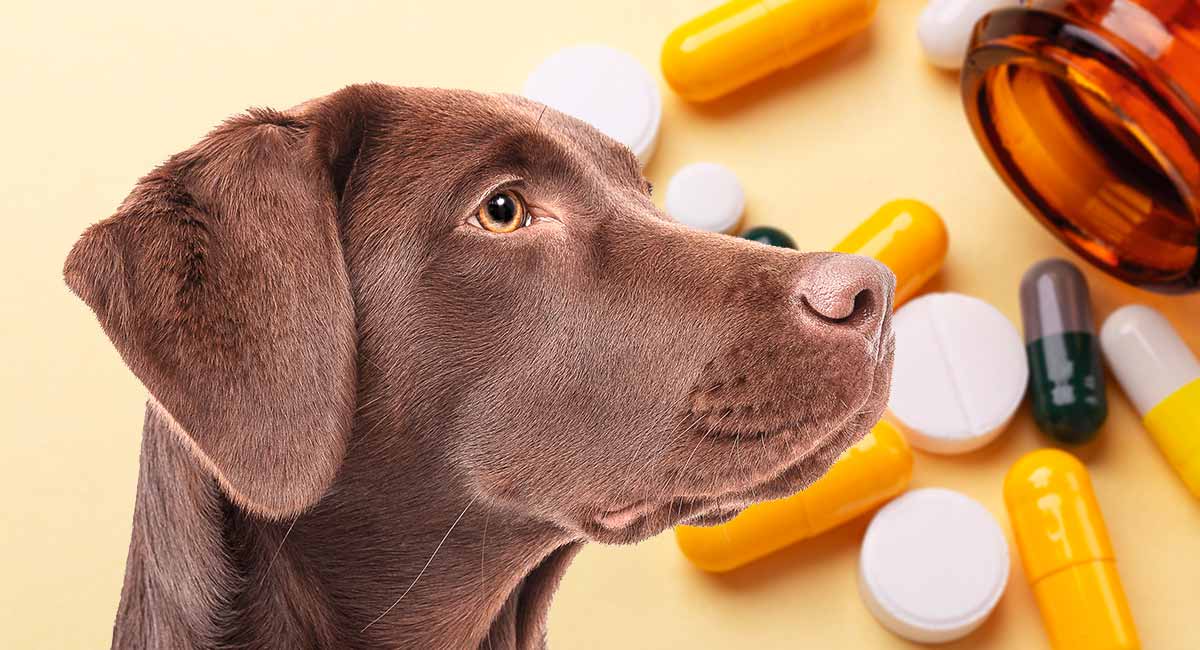 carprofen and benadryl for dogs