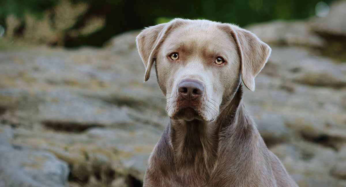 silver and gold labradors