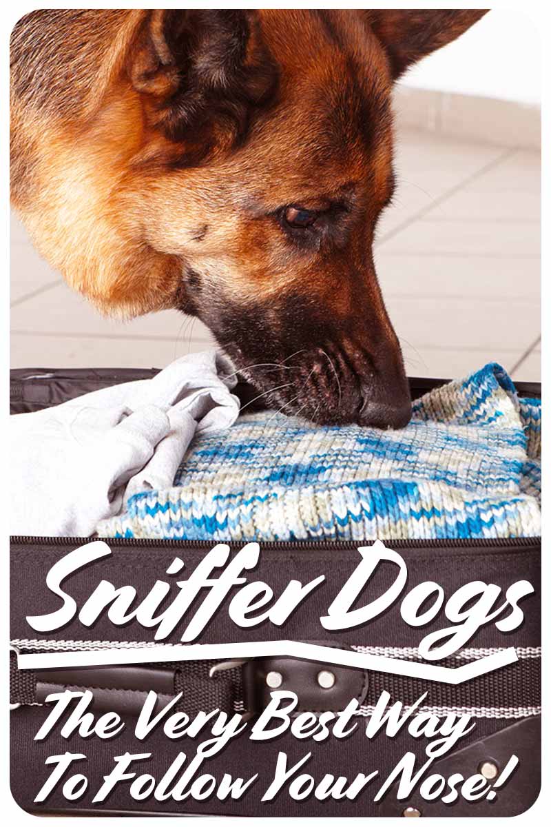 Sniffer Dogs The Very Best Way To Follow Your Nose! - Fun facts about dogs.