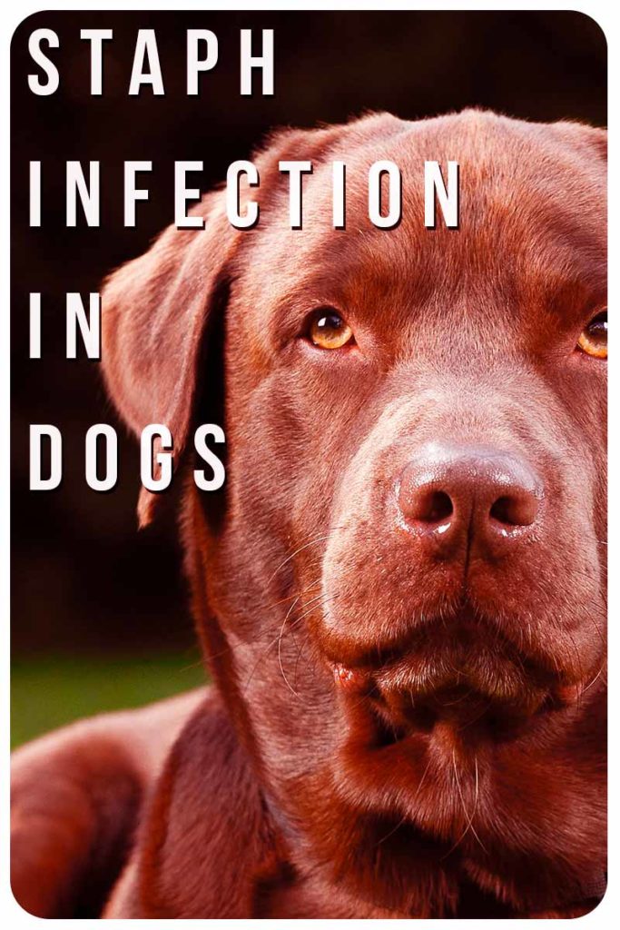 Staph Infection In Dogs Everything You Need To Know