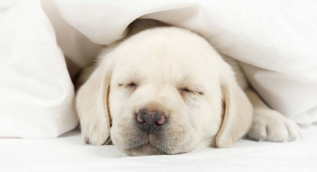 how do you stop puppies from crying at night