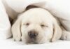 Puppy Crying - Tips For Settling New Puppies At Night Or In A Crate