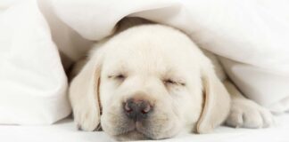Puppy Crying - Tips For Settling New Puppies At Night Or In A Crate