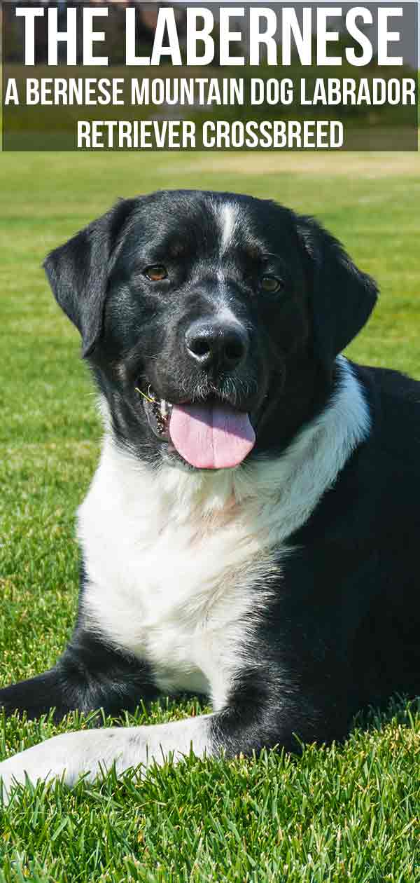 The Labernese- A Bernese Mountain Dog Labrador Retriever Crossbreed