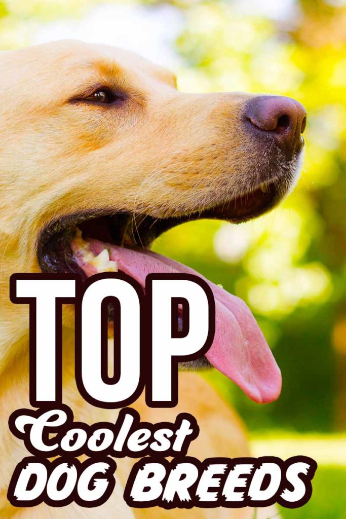 Cool Dog Breeds Discover Ten of the Coolest Breeds of Dog