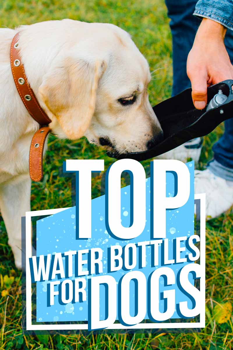 Choosing The Best Dog Water Bottle To Quench Your Pet’s Thirst