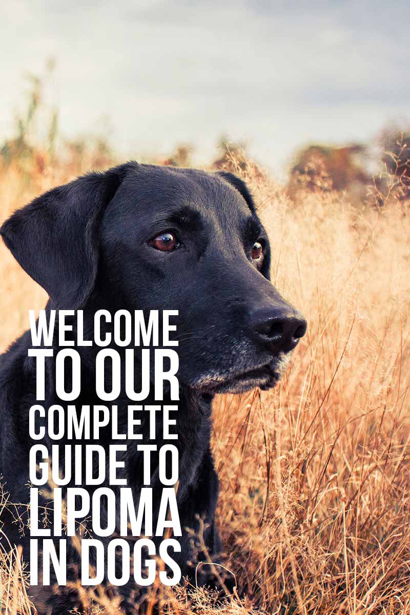 Welcome to our complete guide to lipoma in dogs - Health advice from The Labrador Site.
