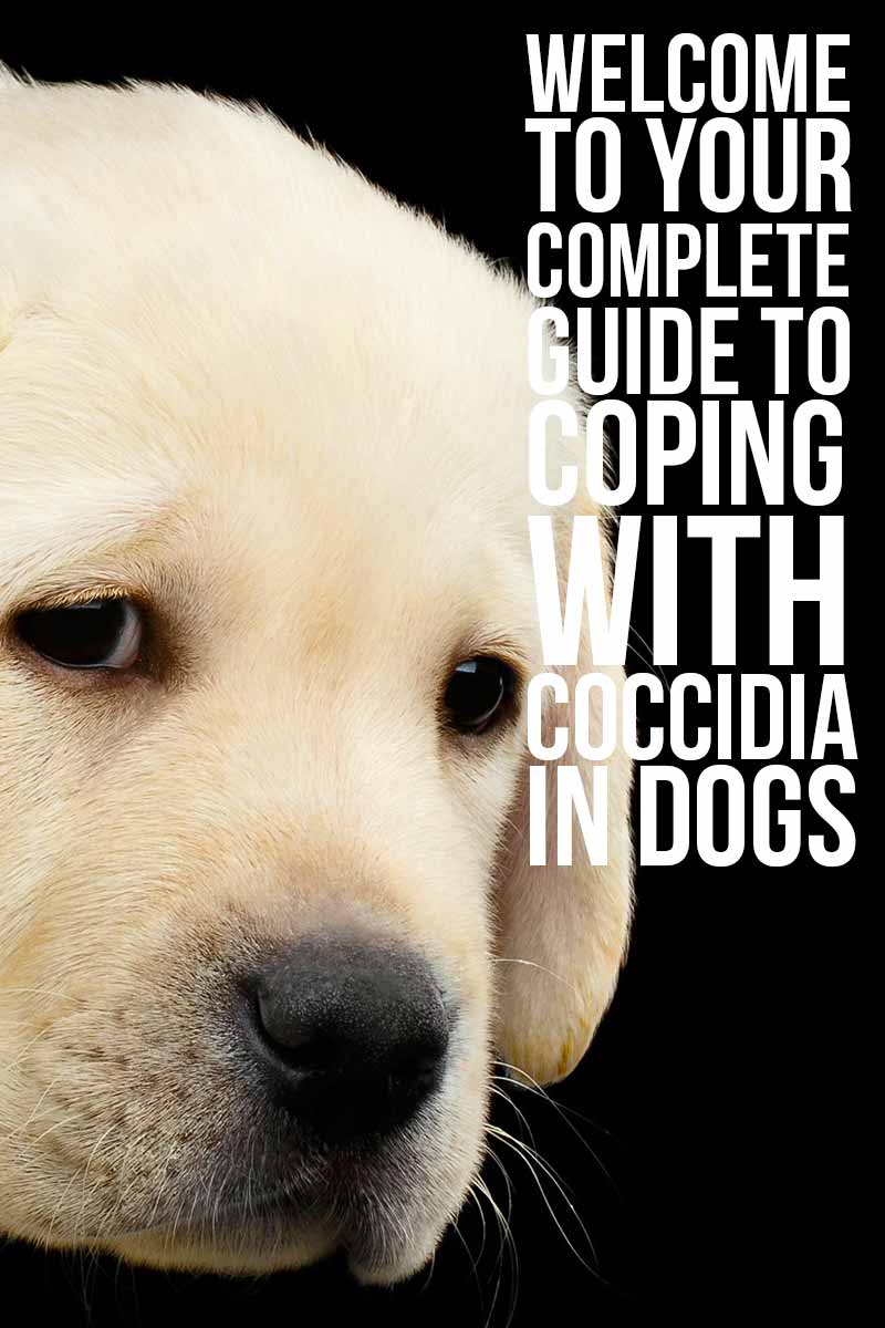 how to treat coccidia in dogs at home