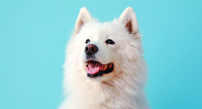 huge white fluffy dog