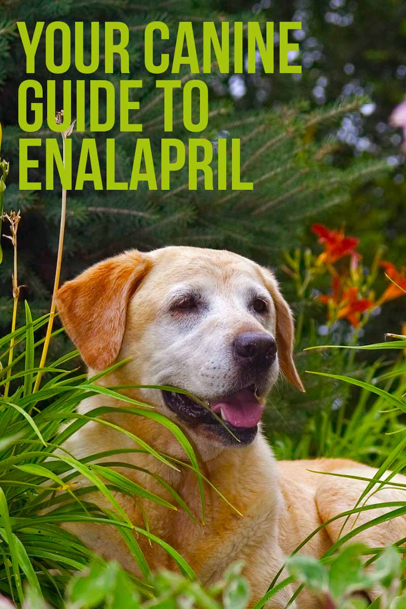 Your canine guide to Enalapril - Dog health & care information from The Labrador Site. 