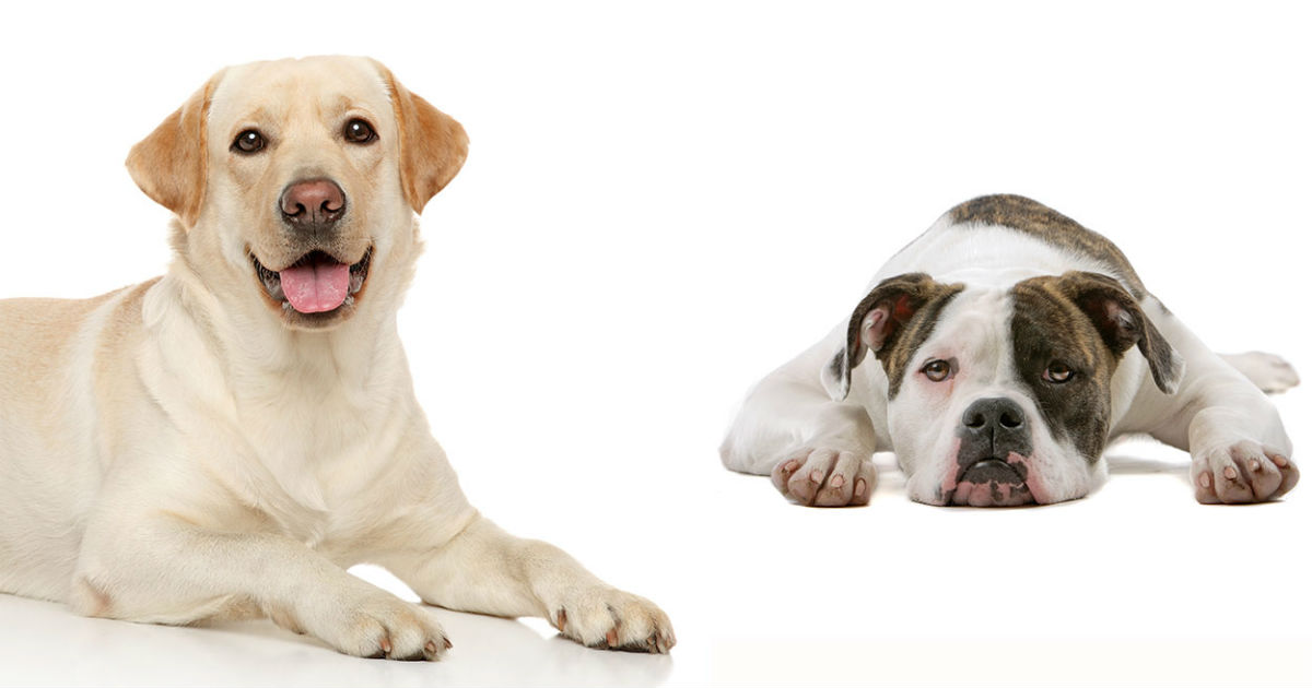 American Bulldog Color Chart