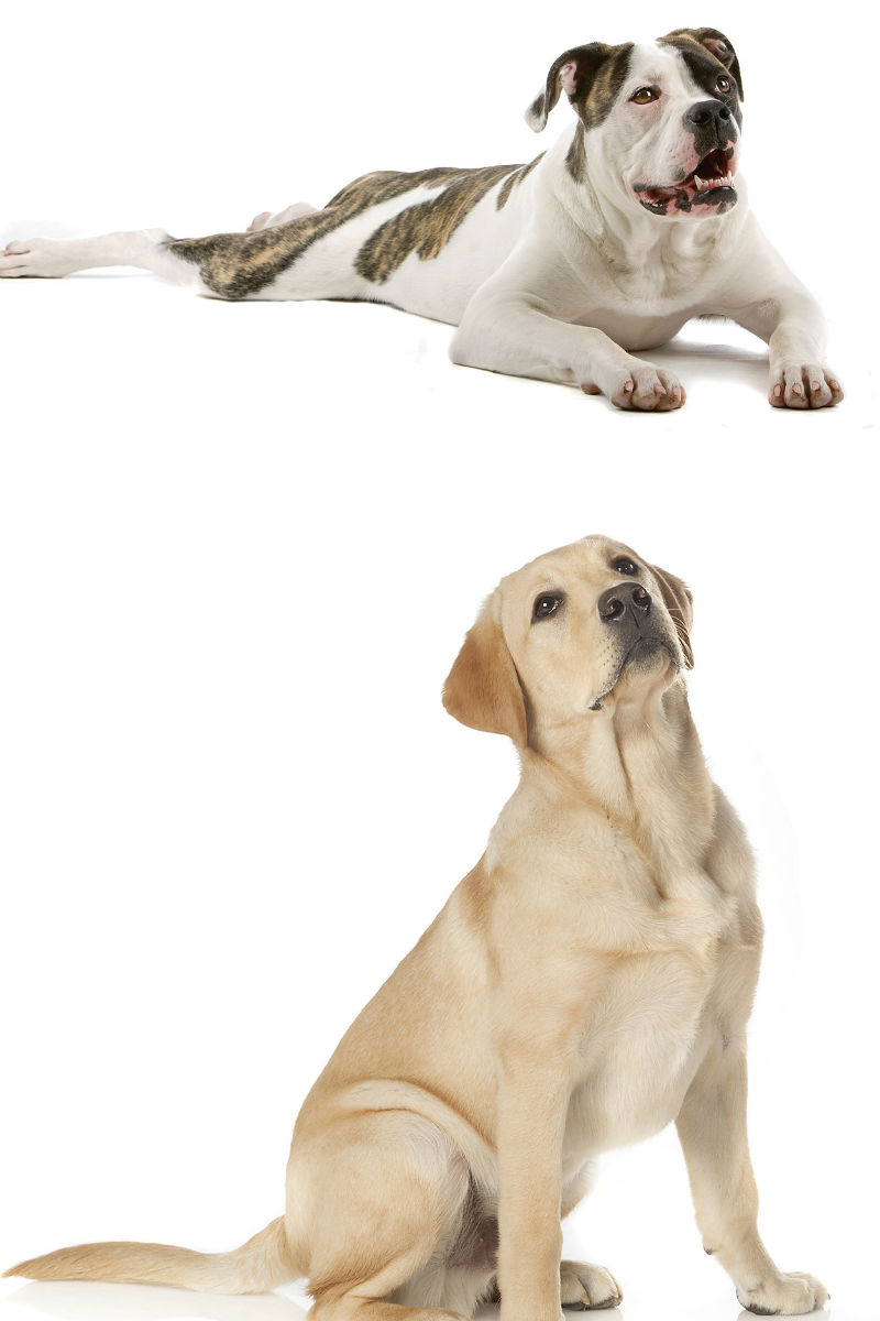 know about Bulladors, Labrabulls, American bulldog Lab mix