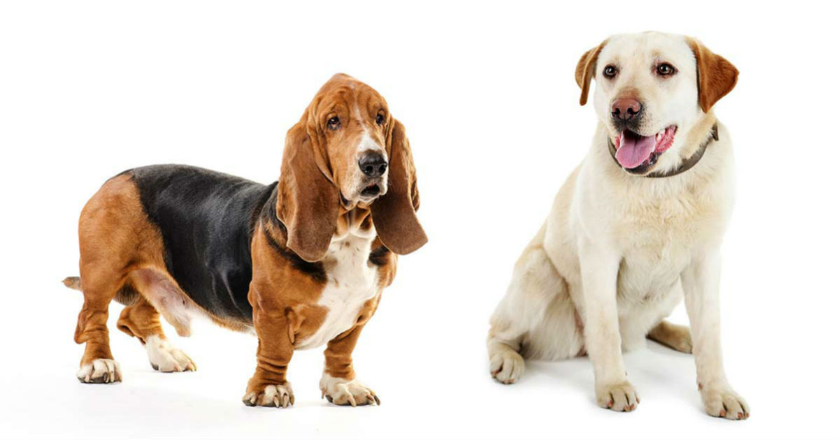 basset hound mixes