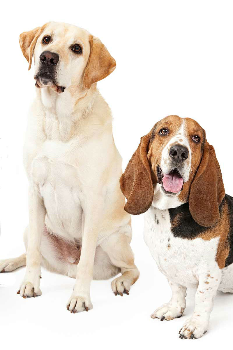 basset hound mixes