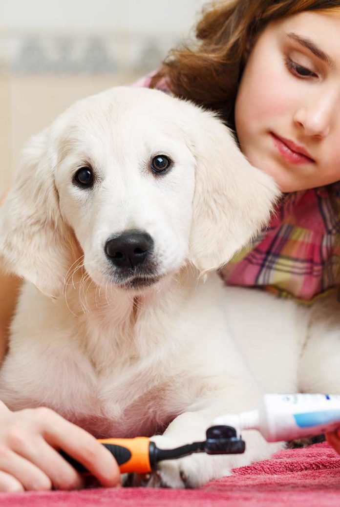 Dog Dental Care And How To Brush Your Dog's Teeth Without A Battle