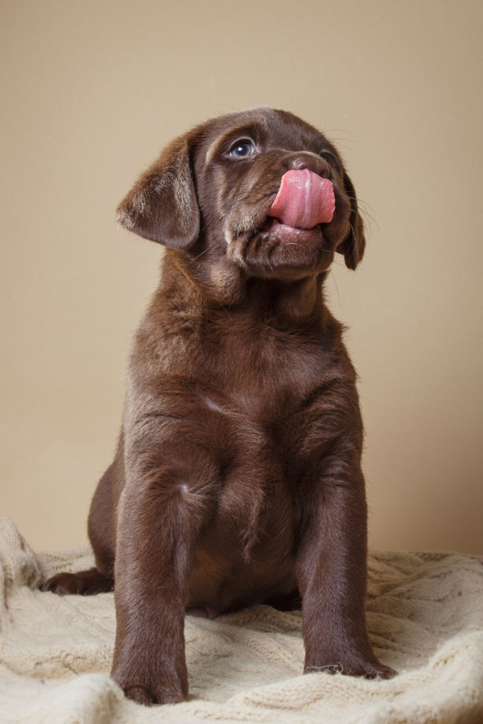 Can dogs eat olives looking at green, black and those with stones
