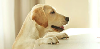 can dogs eat olives