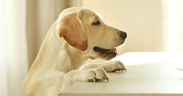 Labrador Retriever - Rase de câini 
