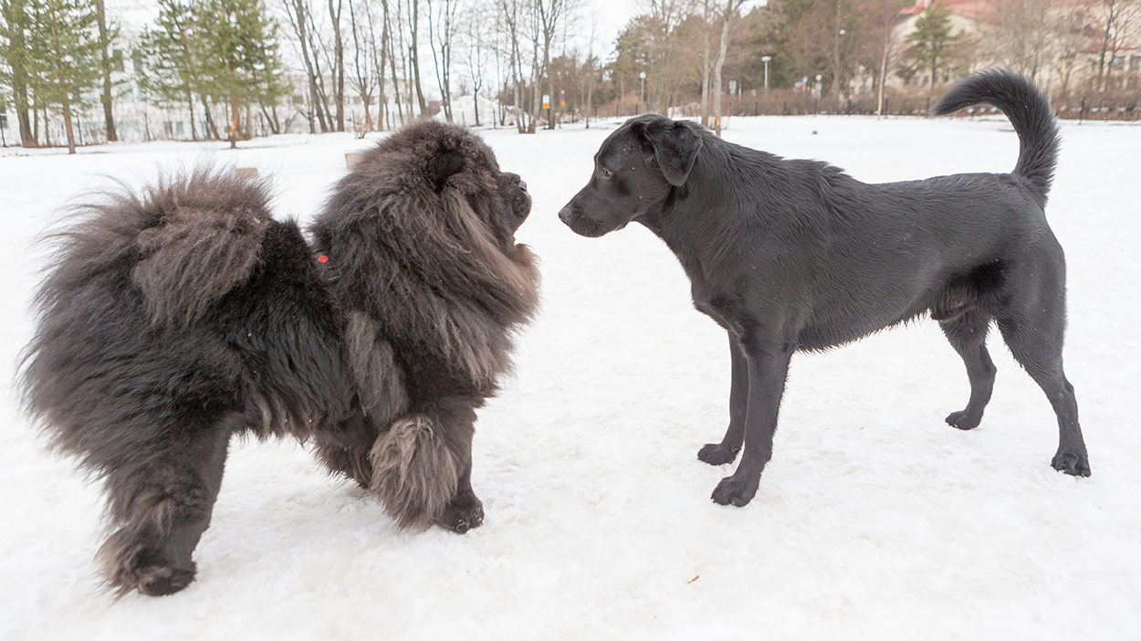 chow chow and labrador