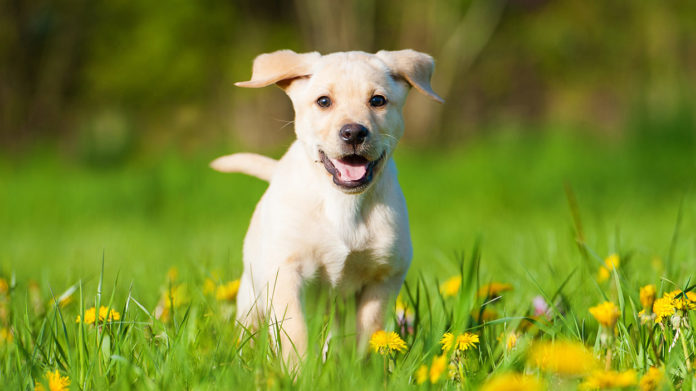 Is colloidal silver for dogs safe?