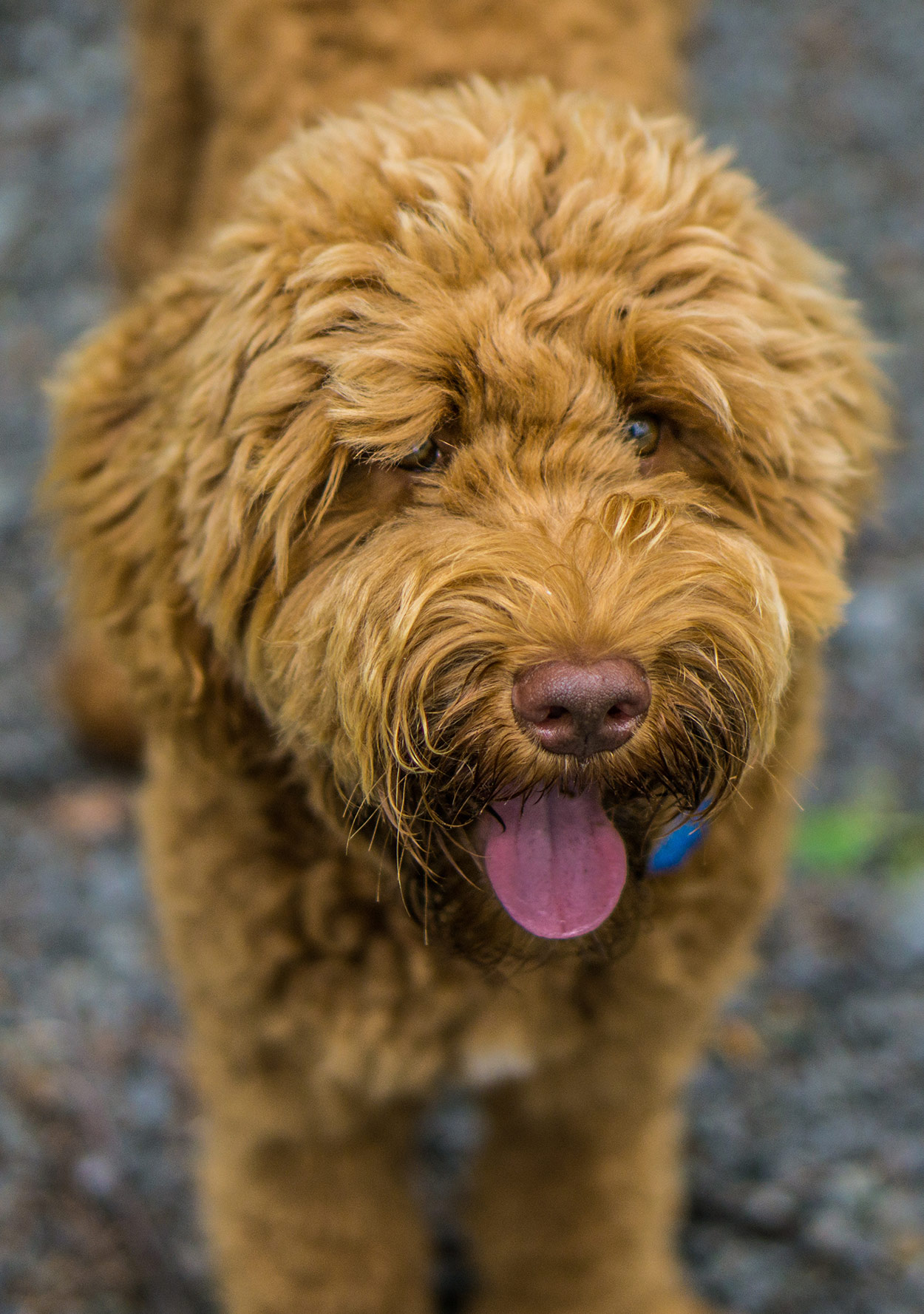 Cool Dog Breeds Discover Ten of the Coolest Breeds of Dog