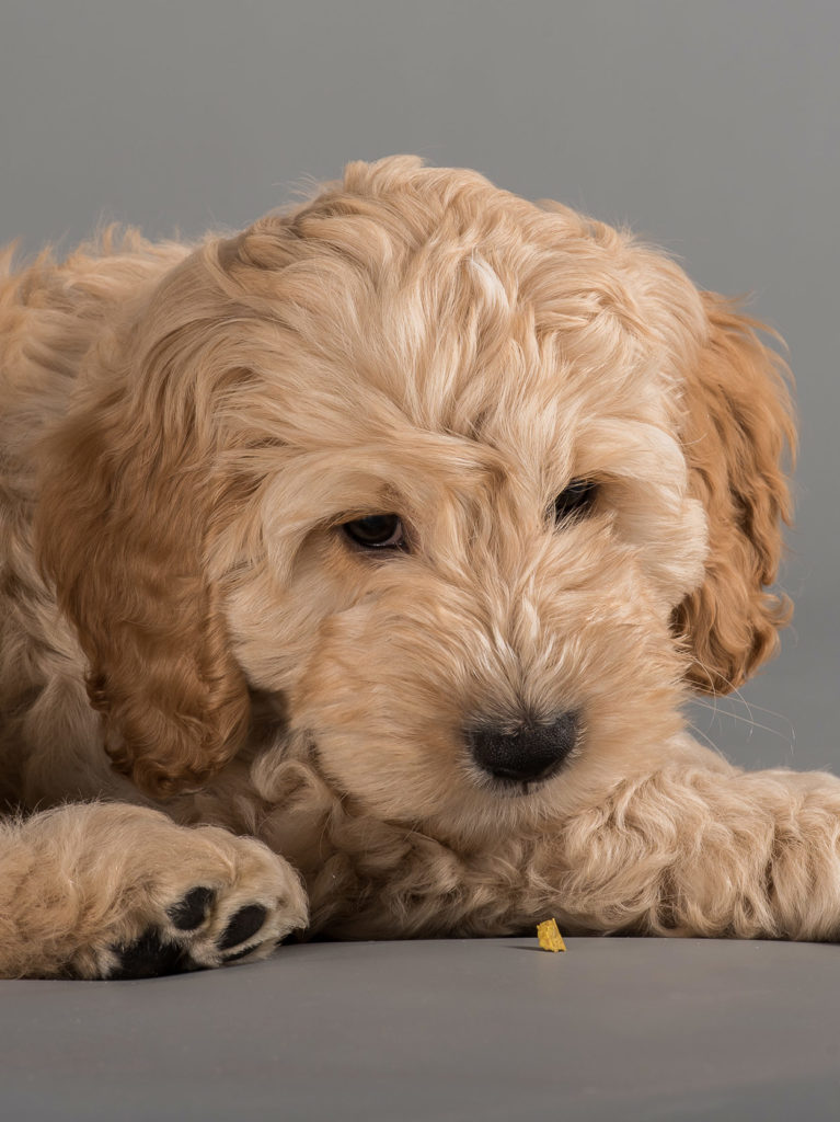 cockapoo cross labrador puppies