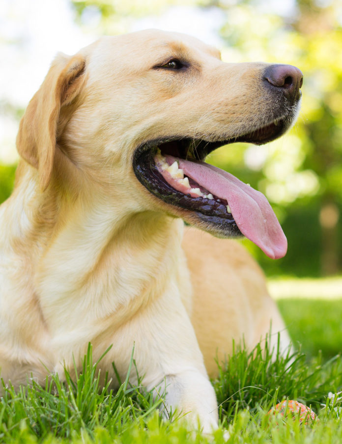 Cool Dog Breeds Discover Ten of the Coolest Breeds of Dog