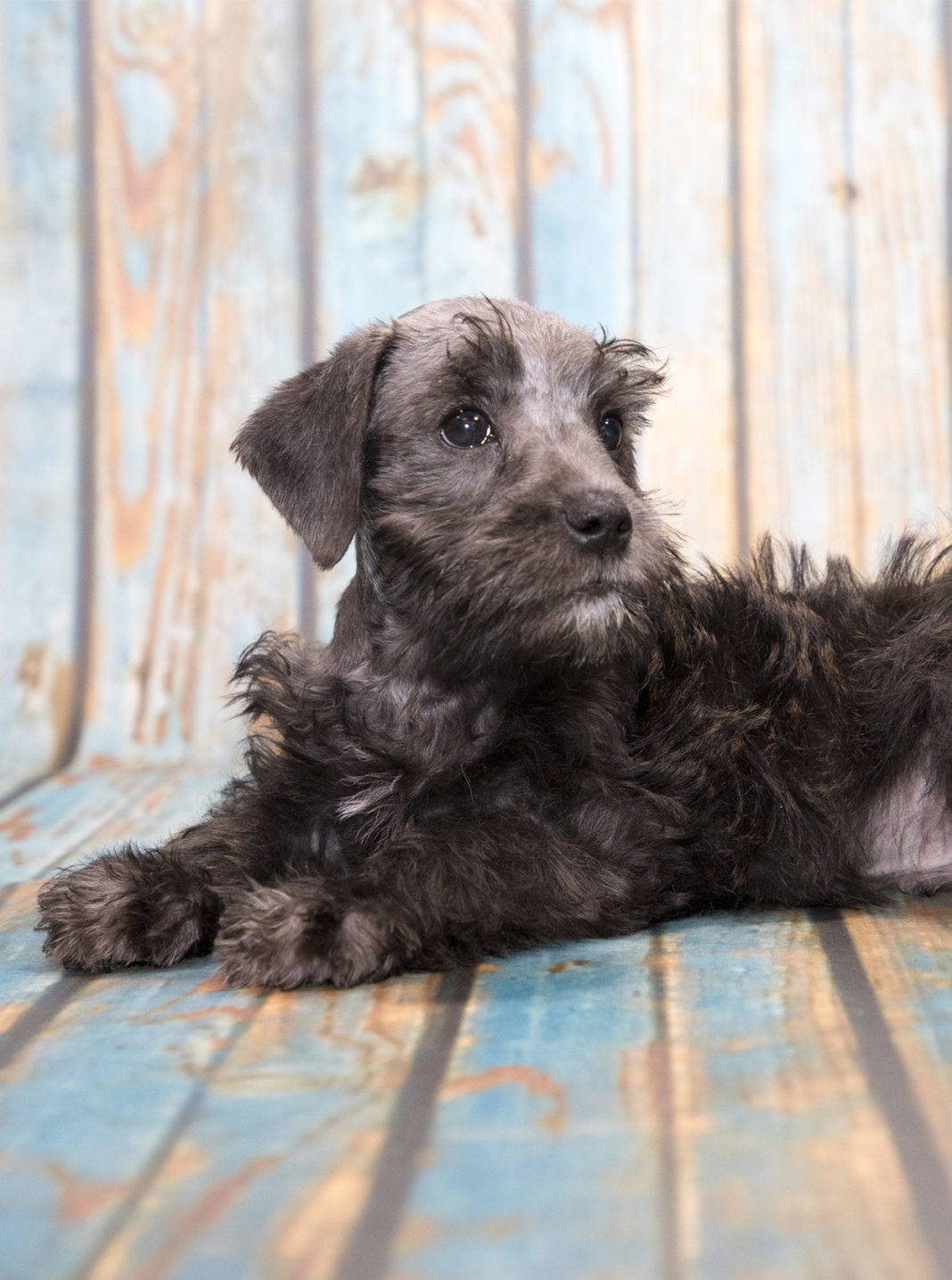 Cool Dog Breeds Discover Ten of the Coolest Breeds of Dog