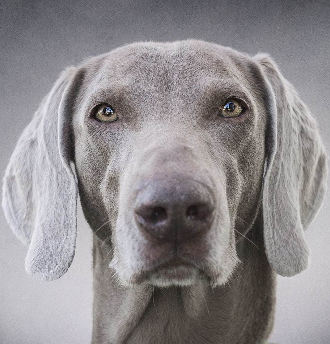 Cool Dog Breeds Discover Ten of the Coolest Breeds of Dog