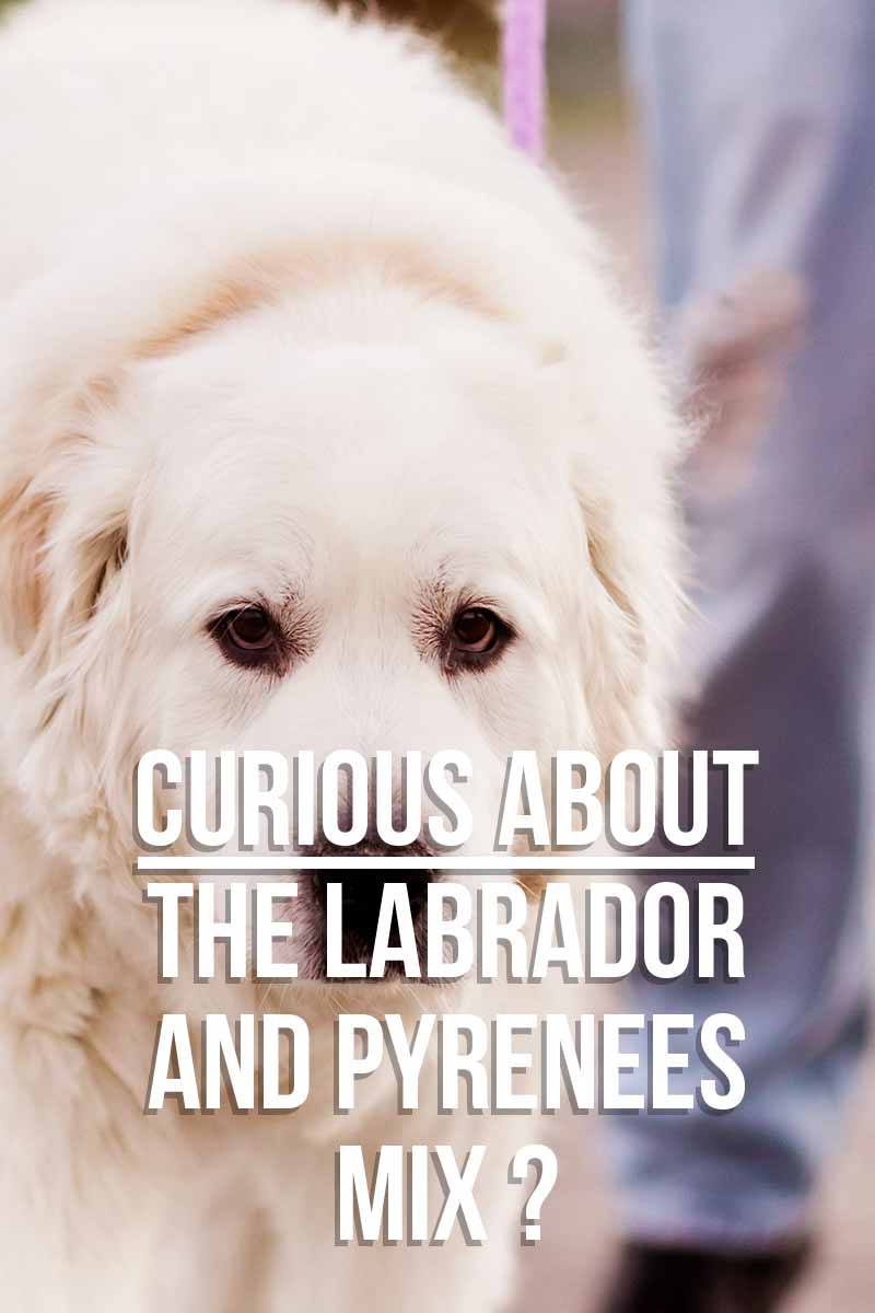 Curious about the Lab and Pyrenees Mix? - Mixed breed dog reviews from TheLabradorSite.com