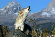 do wolves bark