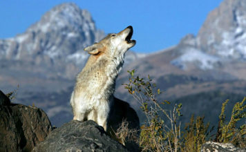 do wolves bark
