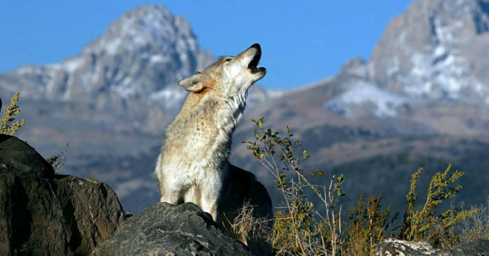 do wolves bark