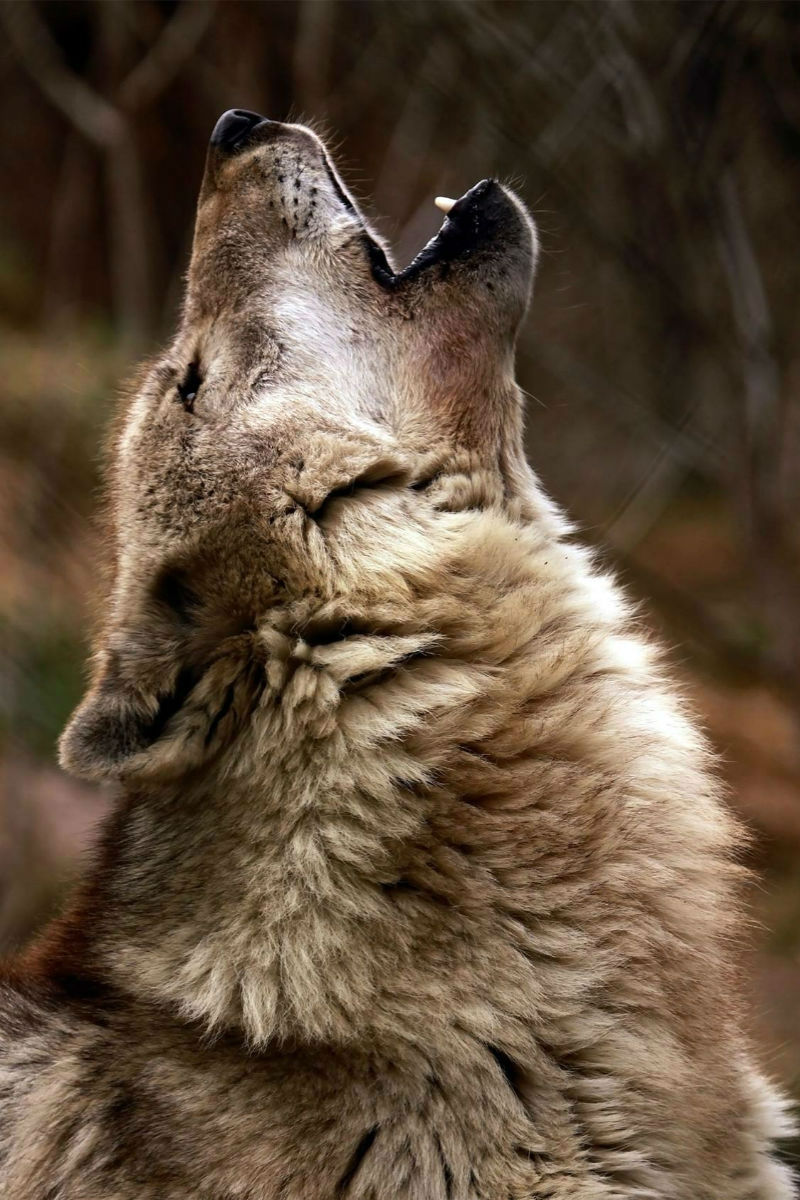 Delving into the depths of wolf communication and why they bark