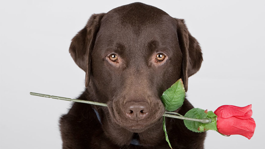 Does My Dog Love Me Signs Your Dog Loves You